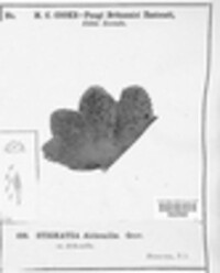 Coleroa alchemillae image